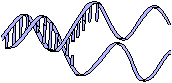 DNA