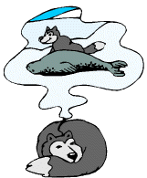 Malamute dreams of seals (drawing)