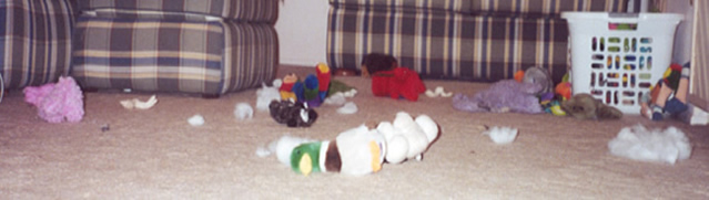 Koani's toy guts strewn living room