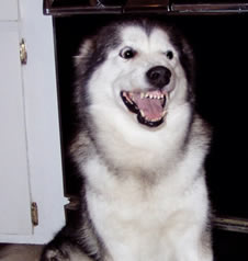 snarly face - telling another dog they are in BIG trouble