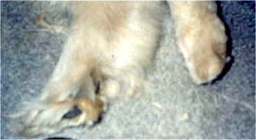 Fuzzy foot and a trimmed foot