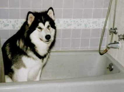 I'd like my bath now please?