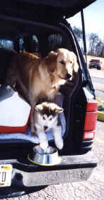Koani in the truck with new brother Hunter the golden retriever