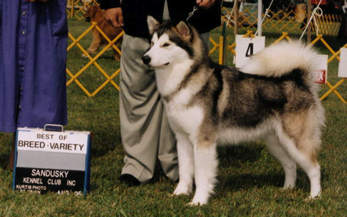 Star gets Best of Breed at the Sandusky Kennel Club