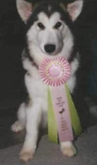 Best Puppy in Show - wearing her ribbon