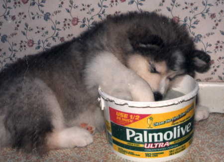 Stormy the puppy with her paw in a bucket that says Palmolive dish soap