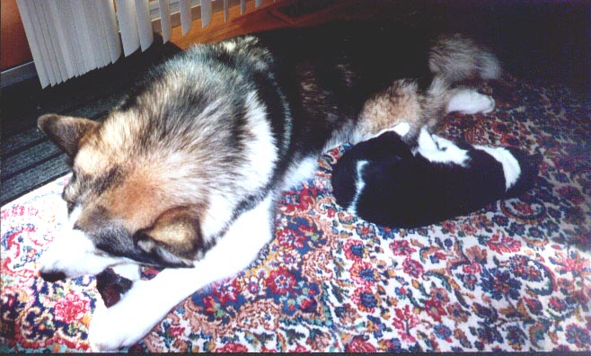 Sleeping by one of his cats