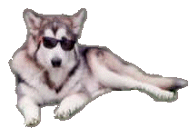 Cool Hoove - sunglasses on in a relaxed pose