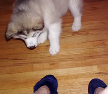 Puppy eating MY feet