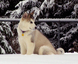 Gracie sittingi n the snow