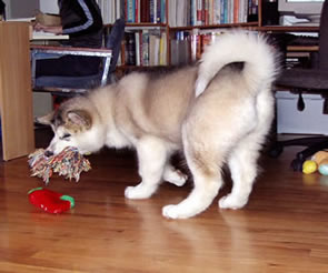 Gracie playing with tug toy