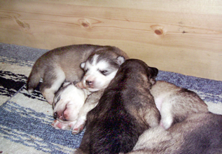 Puppies in a pile in the whelping box