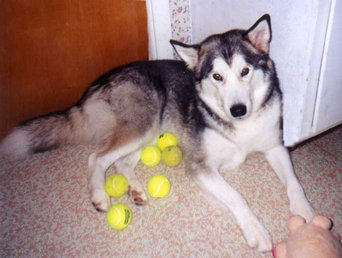 The one with the most tennis balls wins - holly with a collection