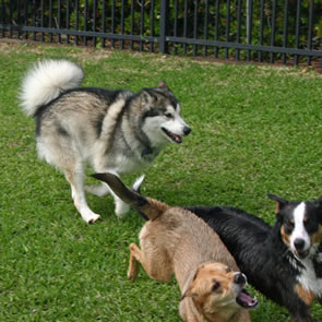 Kiska at the dog park