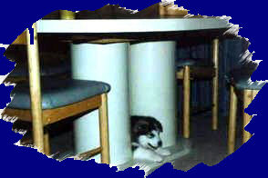 Hide and seek under the table with Nova