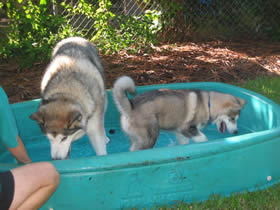 Shadow & Koani cooling off