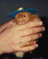 Etch the hamster with a hat on