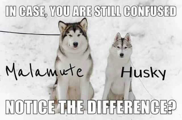 Lay Comparison of the Siberian Husky and Alaskan Malamute