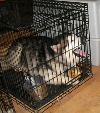 buy dog cage